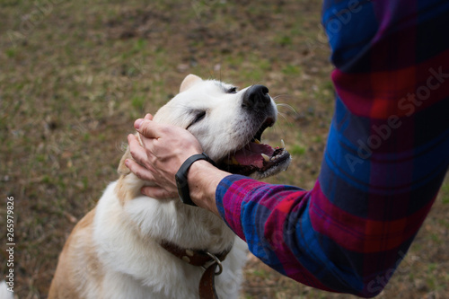 A happy beautiful smiling Japanese Akita Inu dog is being petted by a man in a plaid shirt in the woods on the natural background in spring during a walk.