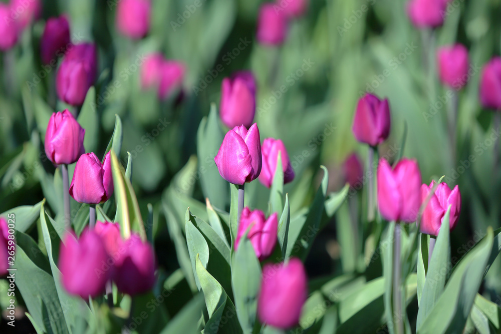 Fototapeta premium Bright spring flowers bloomed in a botanical garden