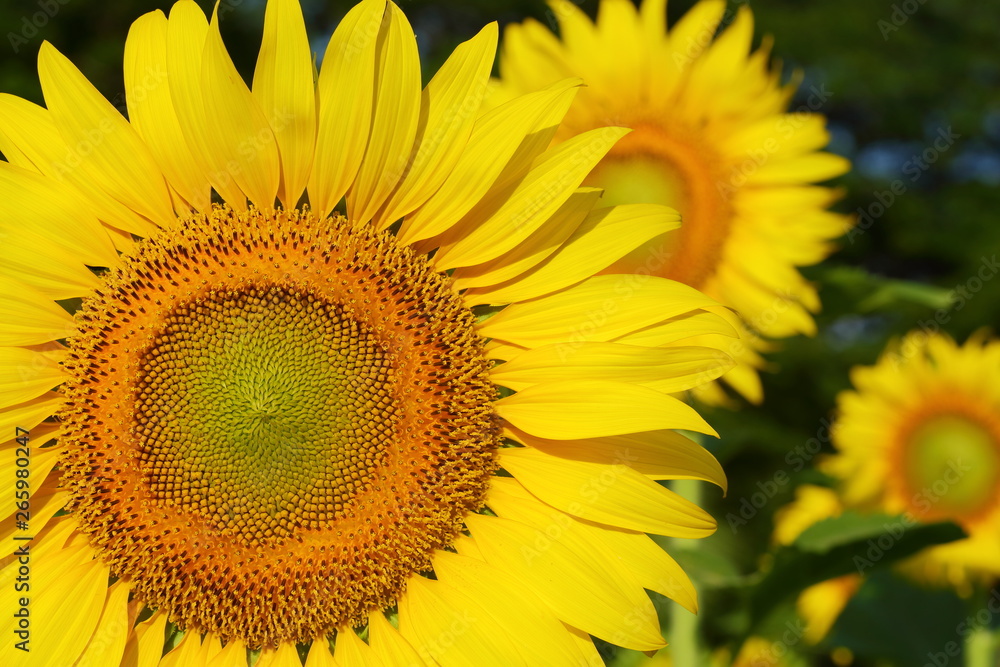 beautiful sunflower blossom blooming in natural garden beautiful sunflower blossom blooming in natural garden