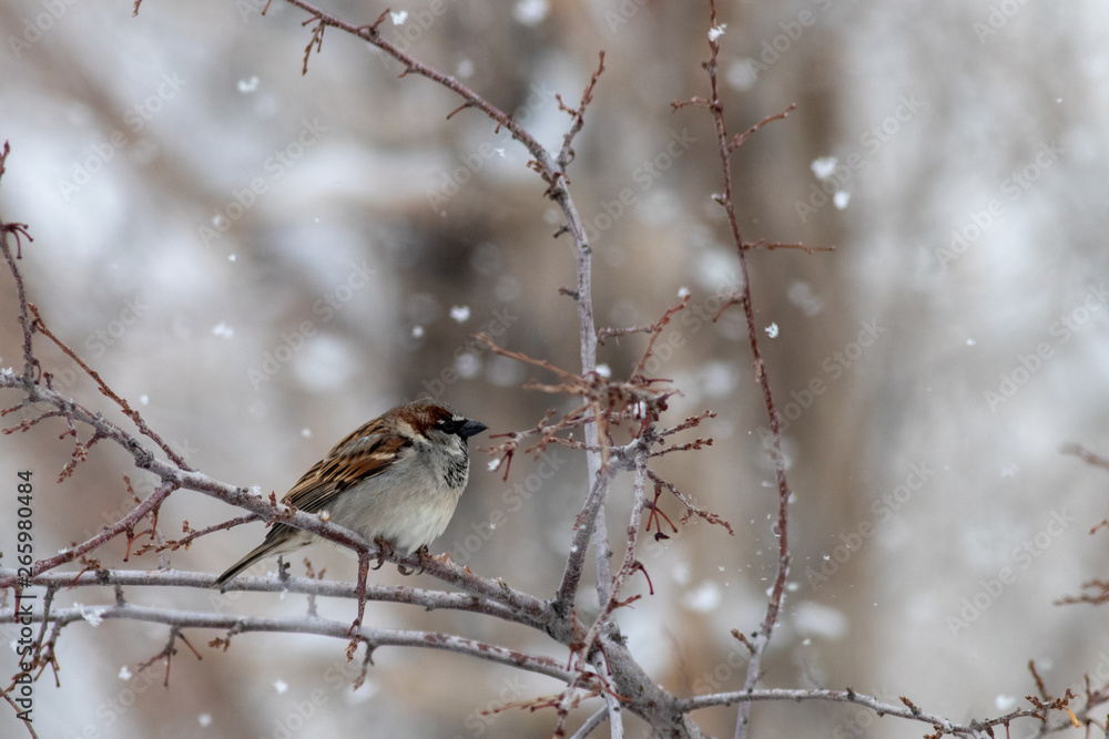 Sparrow in the Snow Sparrow in the Snow