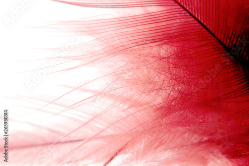 Beautiful delicate red feather on isolated white background