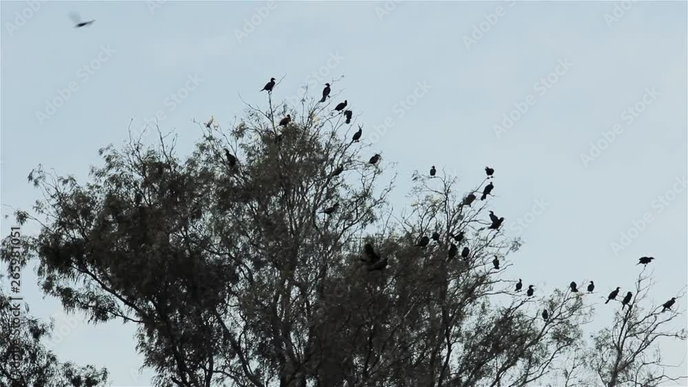 Many Black Birds Perched On Tree Top In Woods. Many Black Birds Perched On Tree Top In Woods.