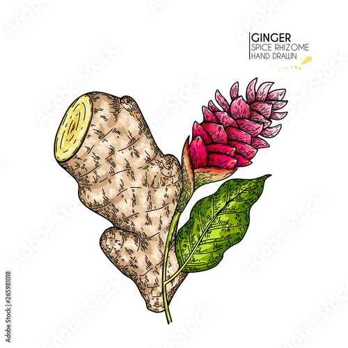 Hand drawn ginger root and flower. Vector colored engraved illustration. Spicy rhizhome vegetable. Food ingredient, aromatherapy, cooking. For cosmetic package design, medicinal herb, healthcare.