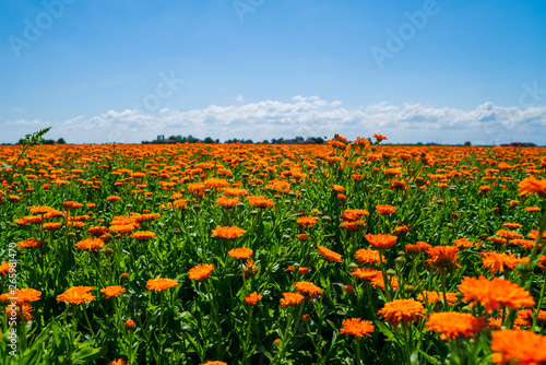 Blurred summer background with growing flowers calendula, marigold. Sunny day with blue sky. Beautiful floral wallpaper. © eskstock