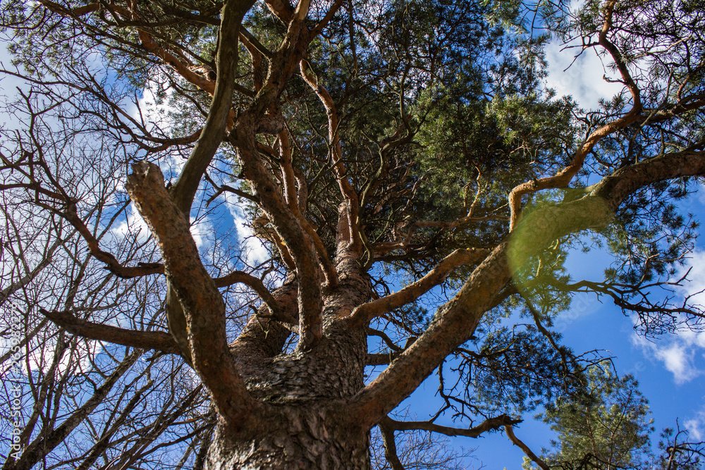 Branching old tree in the park of Lappeenranta, Finland from below in the bright sunshine with blue sky and small clouds above on the background. An ancient tall tree in the finnish park. Branching old tree in the park of Lappeenranta, Finland from below in the bright sunshine with blue sky and small clouds above on the background. An ancient tall tree in the finnish park.