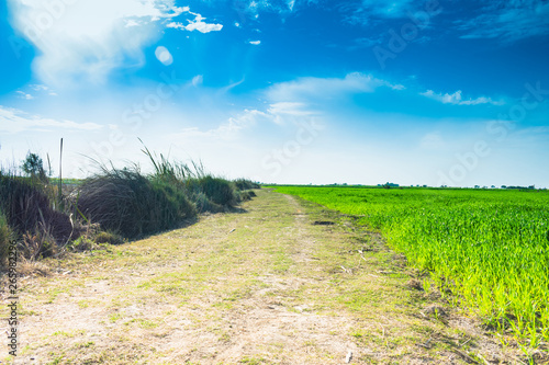 beautiful green fields of wheat in punjab pakistan ,landscape with blue sky in background.