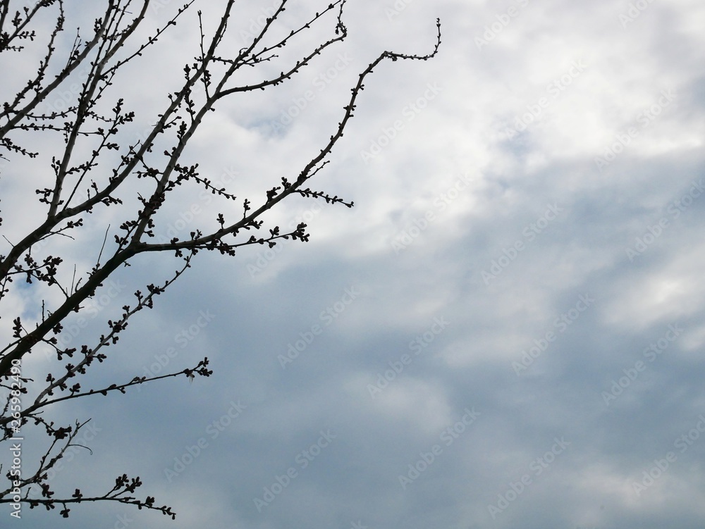 Silhouettes of branches of trees that have not dissipated against the background of cloudy sky Silhouettes of branches of trees that have not dissipated against the background of cloudy sky