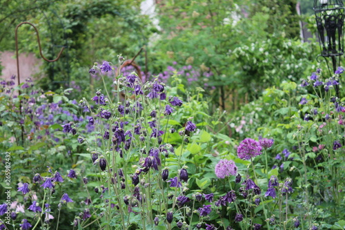 purple flowers in the garden