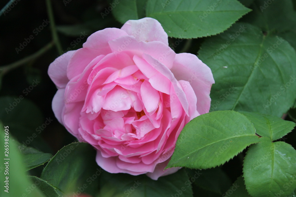 pink rose in the garden pink rose in the garden
