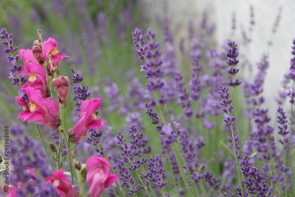 Naklejka premium field of purple flowers