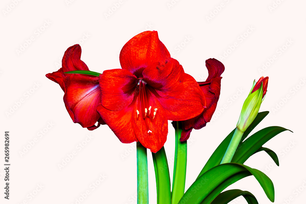 Fototapeta premium czerwony kwiat na białym tle