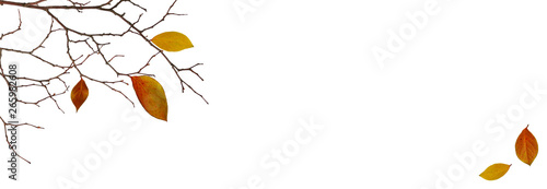 Dry twigs with colorful lea...