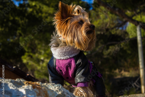 Small but proud Yorkshire Terrier dog in stylish black and purple clothes standing in brave and glorious pose on a stone with green trees on the background.