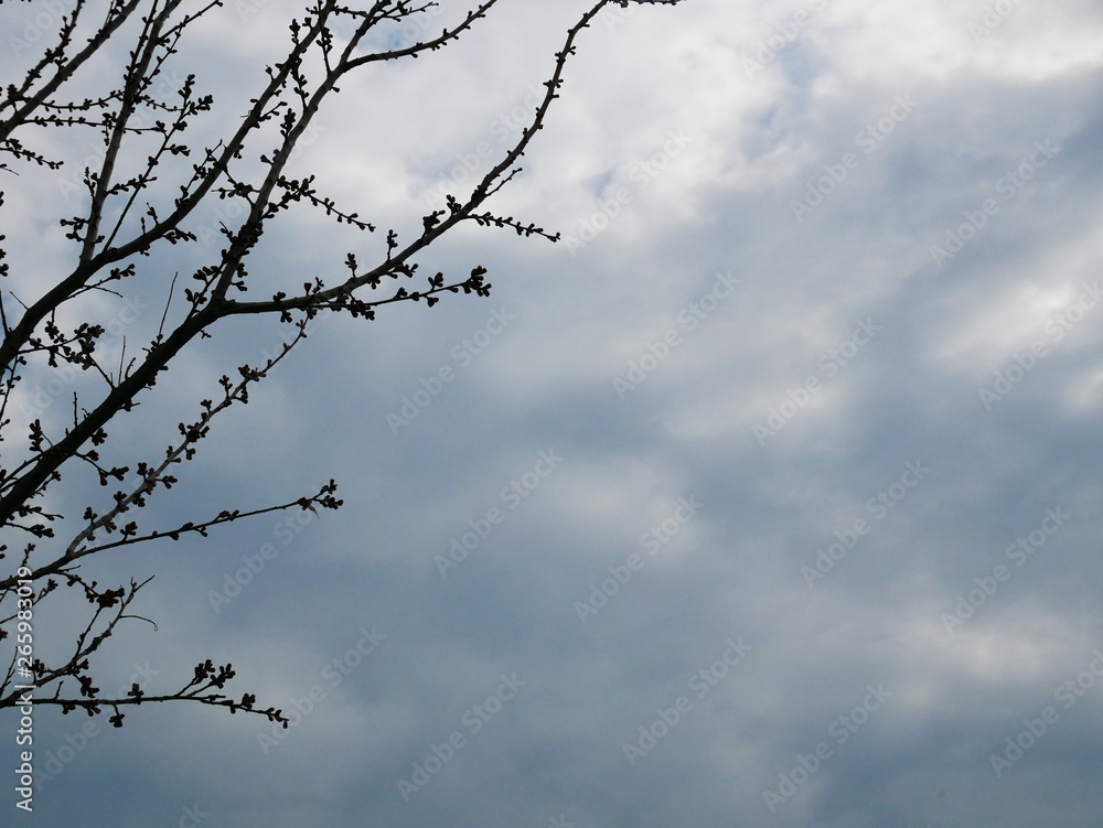 Silhouettes of branches of trees that have not dissipated against the background of cloudy sky
