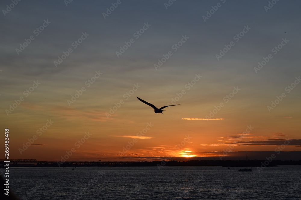 Gull on sunset background