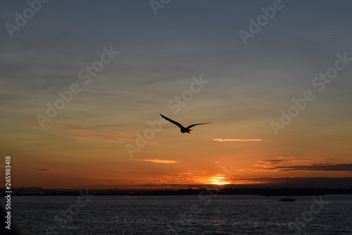 Gull on sunset background