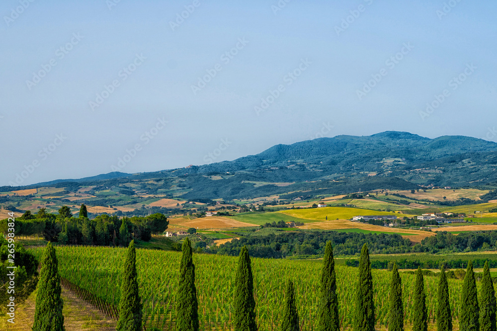 View of typical tuscany countryside with cypress and vineyard, Siena province, Italy.