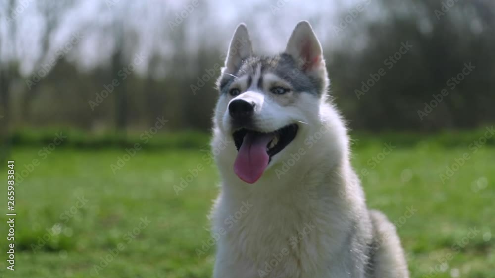Silver dog Husky sitting and watching around captured in slow motion Silver dog Husky sitting and watching around captured in slow motion