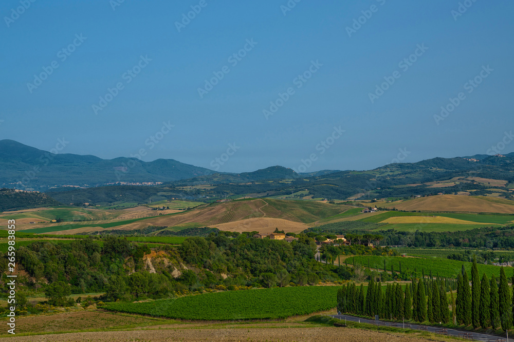 View of typical tuscany countryside with cypress and vineyard, Siena province, Italy.