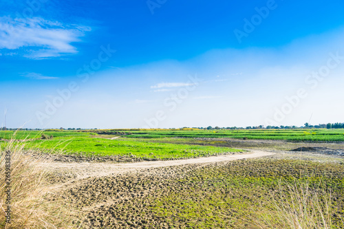 beautiful green fields of wheat in punjab pakistan ,landscape with blue sky in background.