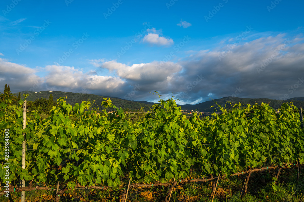Large vineyard plantation under beautiful sunset light. Agri tourism tour of Tuscany. Enjoy travel visiting vineyard site. Wine production region.