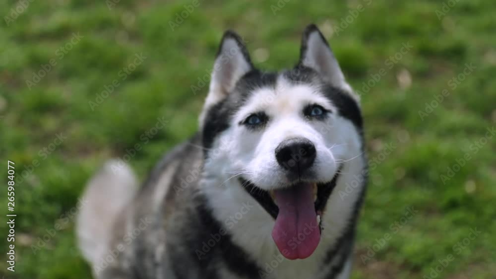 Husky dog sitting and watching straight camera captured in slow motion from top view Husky dog sitting and watching straight camera captured in slow motion from top view