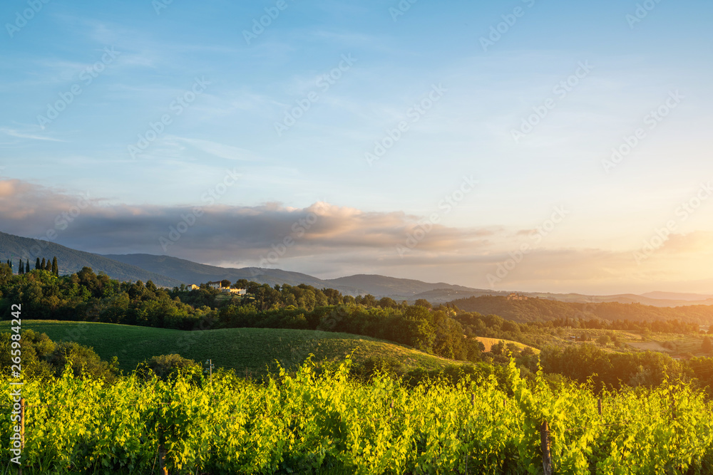 Tuscany, Italy landscape. Wonderful sunrise. Vineyards, hills, farm house. Unique tuscany landscape.