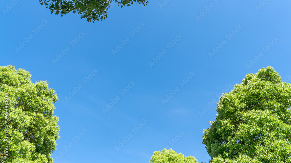 新緑・青空 新緑・青空