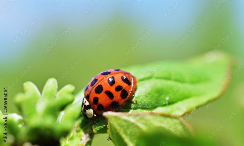 Asiatischer Marienkäfer (Harmonia axyridis) Asiatischer Marienkäfer (Harmonia axyridis)