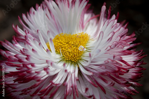 Obraz na plátne Bellis Perennis 'Pomponette' bicolour