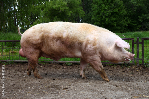 Closeup of mighty domesticated male buck pig against green natural background outdoors