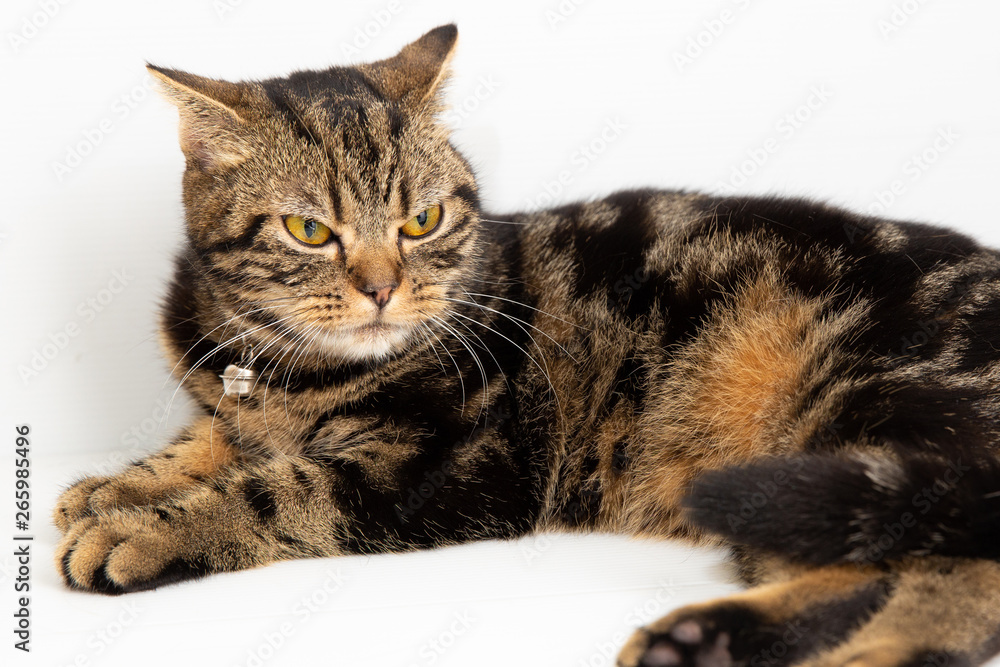 Domestic cat on white background