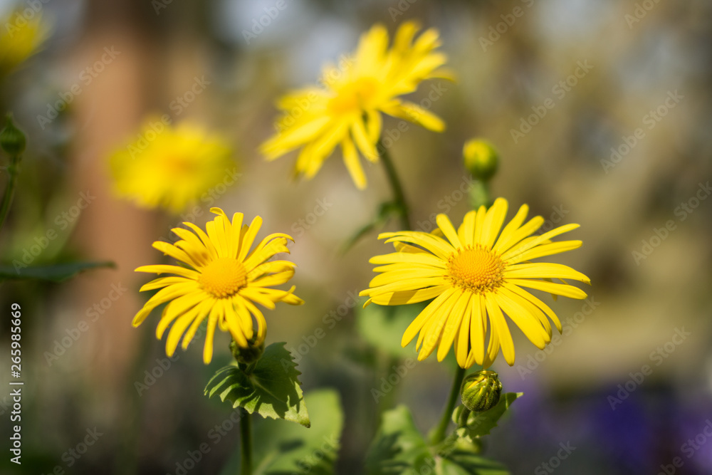 Drei gelbe Blüten Drei gelbe Blüten