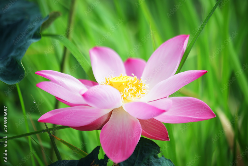 close up of beautiful lotus flower background. close up of beautiful lotus flower background.