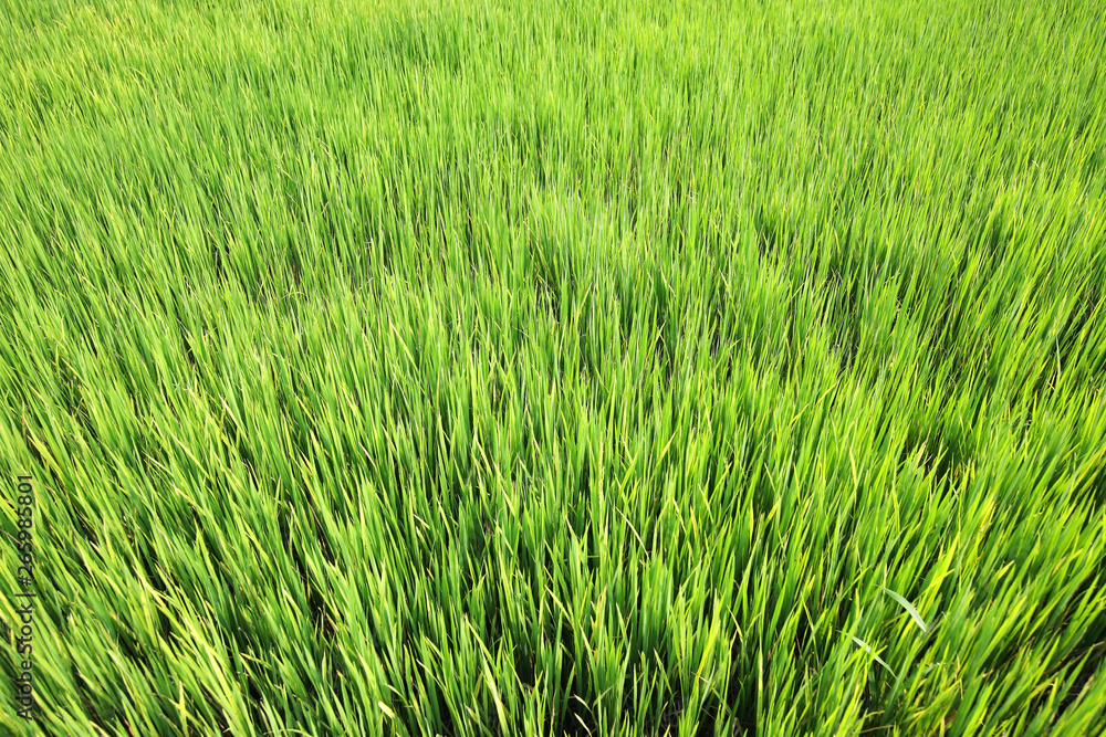 landscape of green paddy field background
