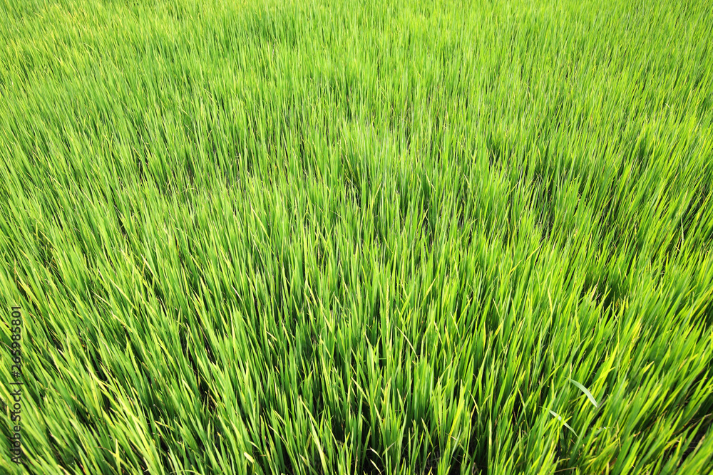 Obraz premium landscape of green paddy field background