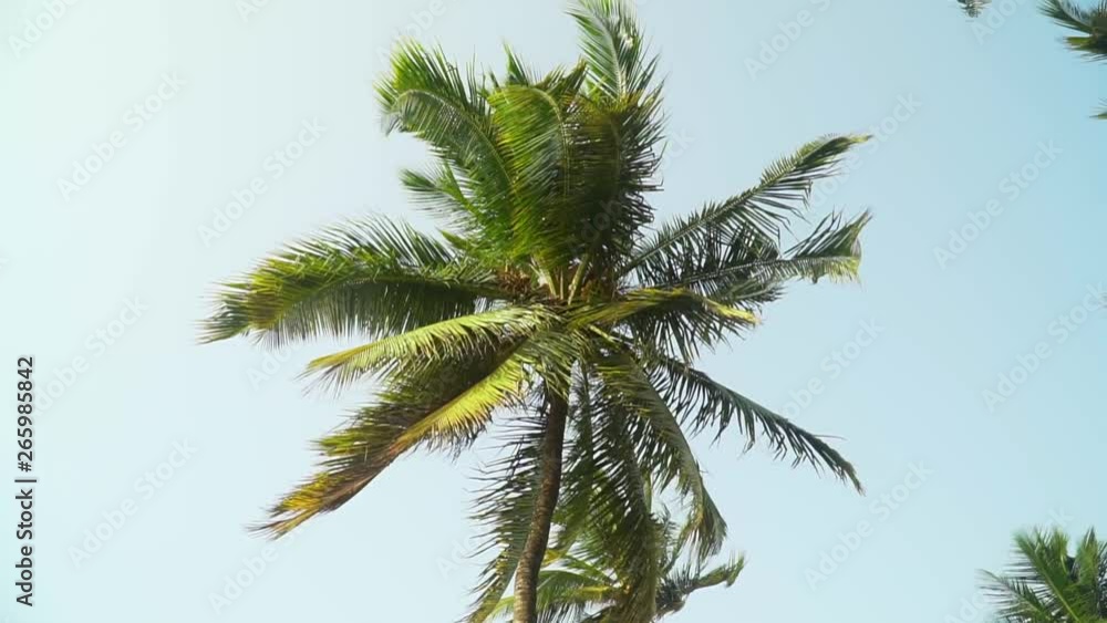 Isolated coconut palm trees against the bright sky before sunset. Palm leaves moving in the wind in the evening. Slow motion footage. Isolated coconut palm trees against the bright sky before sunset. Palm leaves moving in the wind in the evening. Slow motion footage.