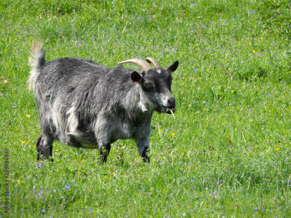 Grey goat grazing on lush green grass, half-turned towards camera, chewing grass Grey goat grazing on lush green grass, half-turned towards camera, chewing grass