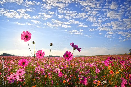 Pink cosmos flowers garden against warm sunlight in the morning with beautyful sky in winter northern Thailand