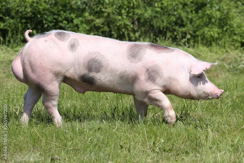 Side view photo of a pietrian young pig on the meadow Side view photo of a pietrian young pig on the meadow