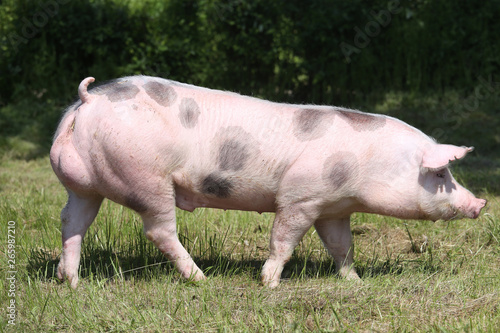 Pigs living on rural animal farm 