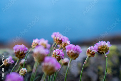 Purple and magenta flowers naer the norwegian coustline with pleasing bokeh.