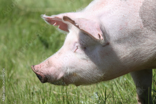 Spotted pietrain breed pig head shot at animal farm on pasture © acceptfoto