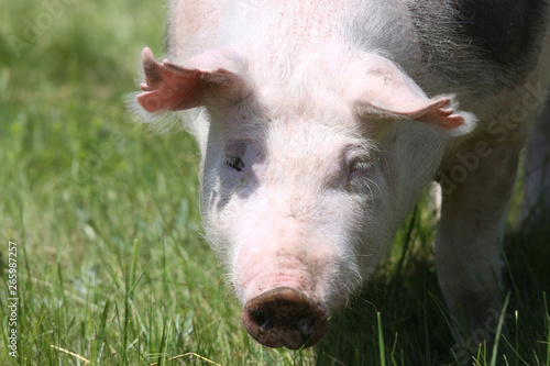 Front view head shot of a young pietrain breed pig on natural environment © acceptfoto