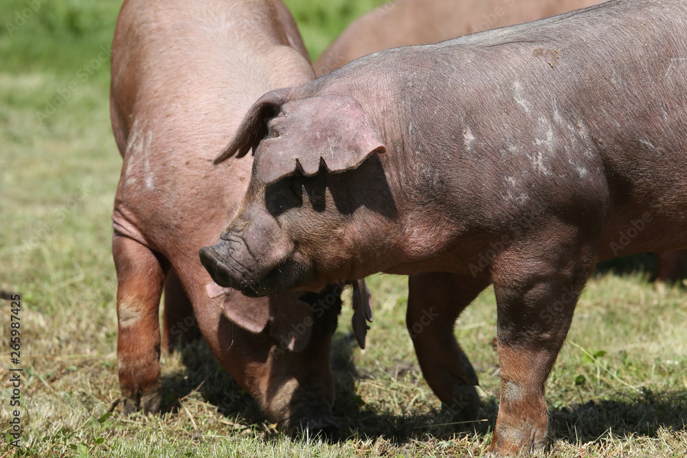 Fototapeta premium Young duroc pig herd grazing on farm field summertime