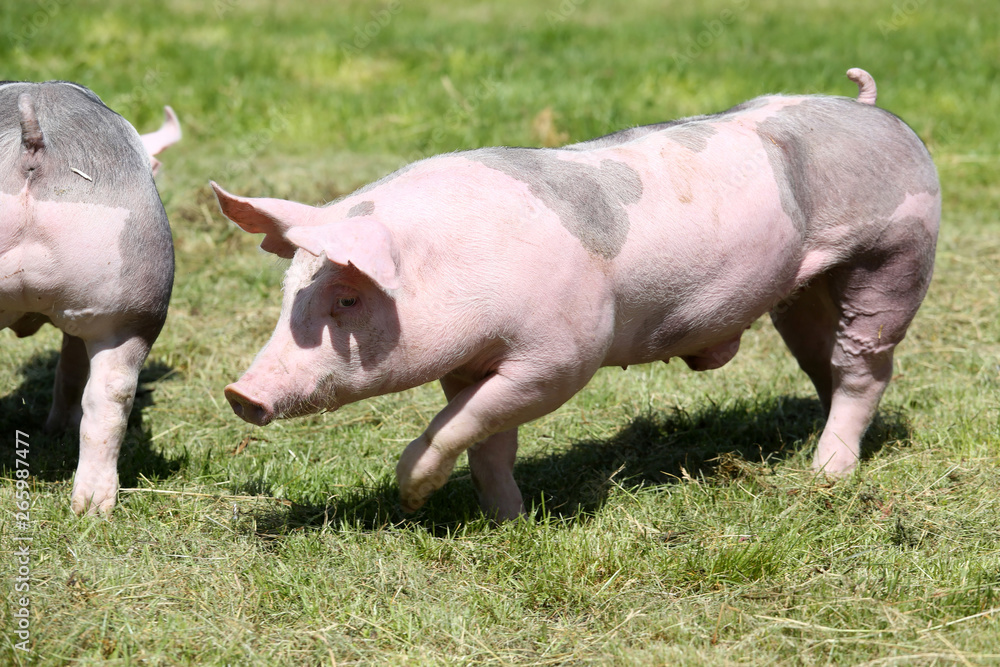 Piglet walking through on pasture summertime Piglet walking through on pasture summertime