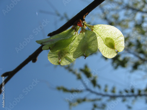 Elm tree seeds on a tree branch in the spring with a blue sky background