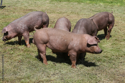 Duroc breed pigs at animal farm on pasture © acceptfoto