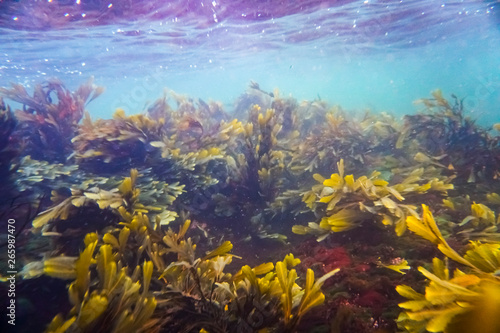 Colorful kelp vegetaion in cold nordic water.