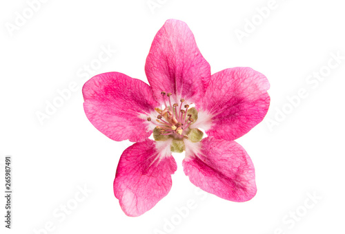 red apple tree flowers isolated